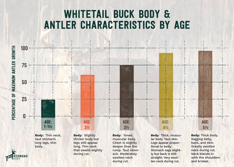 whitetail deer age chart