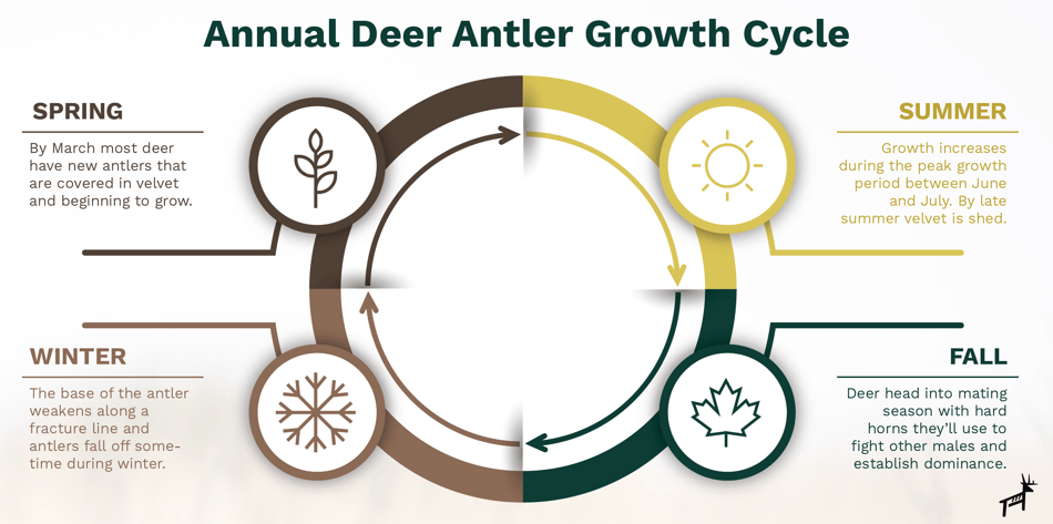 Deer antler growth chart by year.