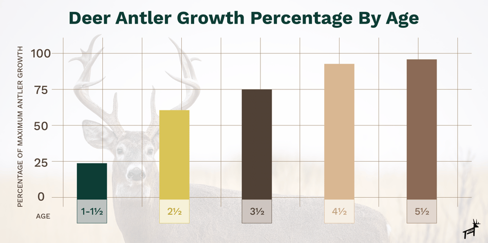 Deer antler growth chart by age.