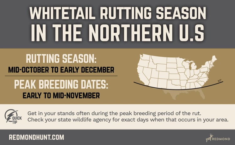 Whitetail rutting season