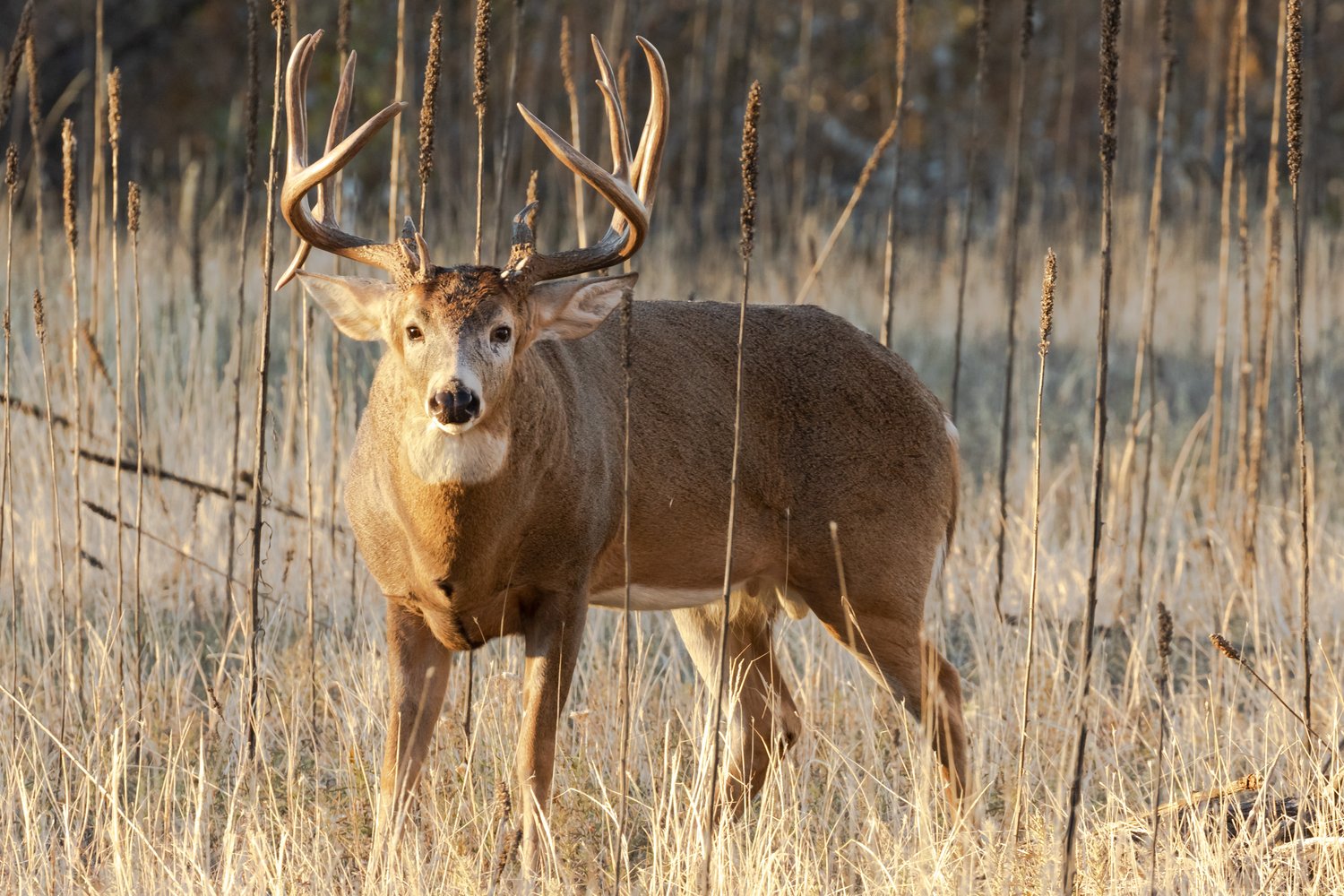 What Should The Buck To Doe Ratio Be