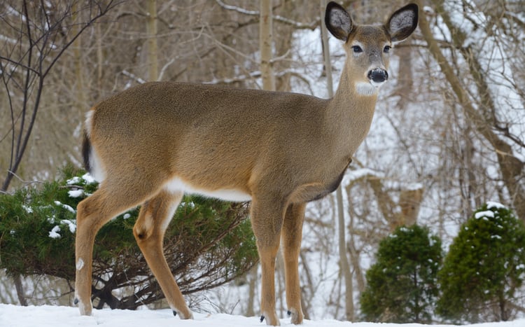 A whitetail deer in winter.