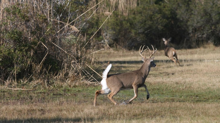 A whitetail buck chasing a doe.