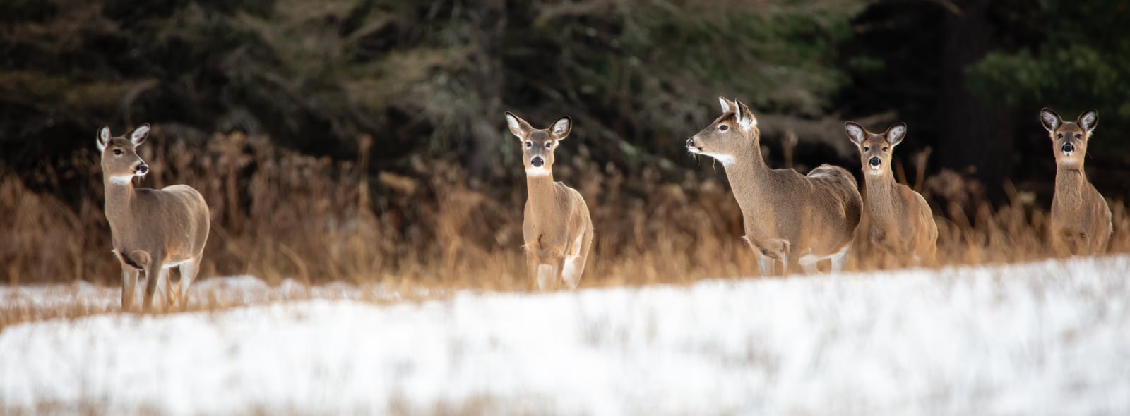 do-deer-need-minerals-during-winter