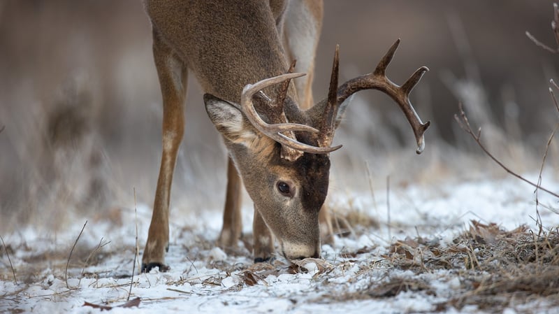 deer food plots for winter