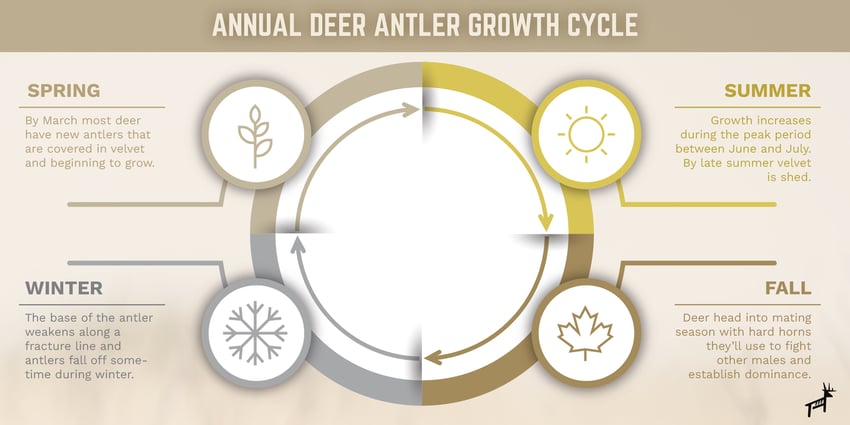 Deer antler growth chart by year and season.