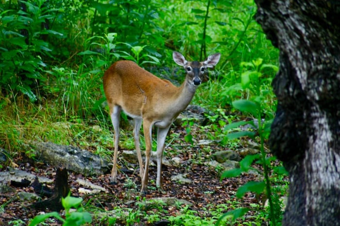 what do deer eat in the summer