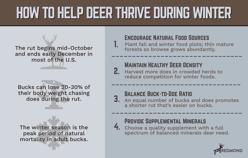 How to Help Deer Thrive During Winter