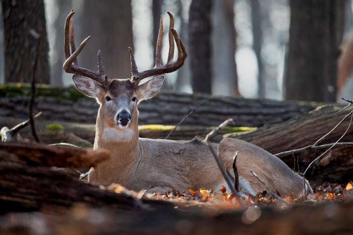 To harvest a nocturnal buck, a hunter needs to hone in on the deer’s food sources, travel routes, and bedding spot within his core area.