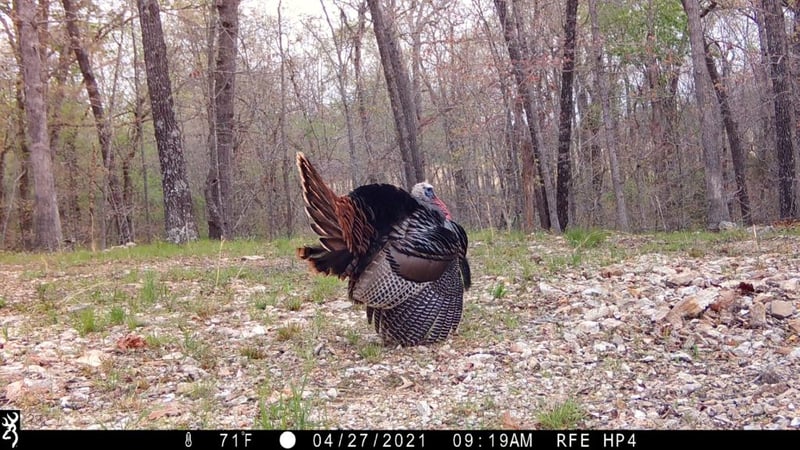 Picture taken in Capture Mode in trail camera settings.