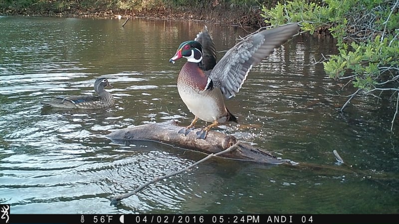 Still shot of a duck taken by a Browning trail camera.