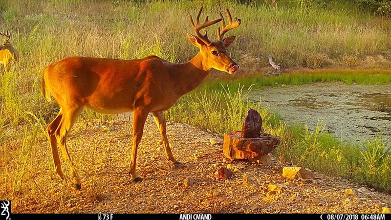 Whitetail captured by a game camera at a deer mineral site.