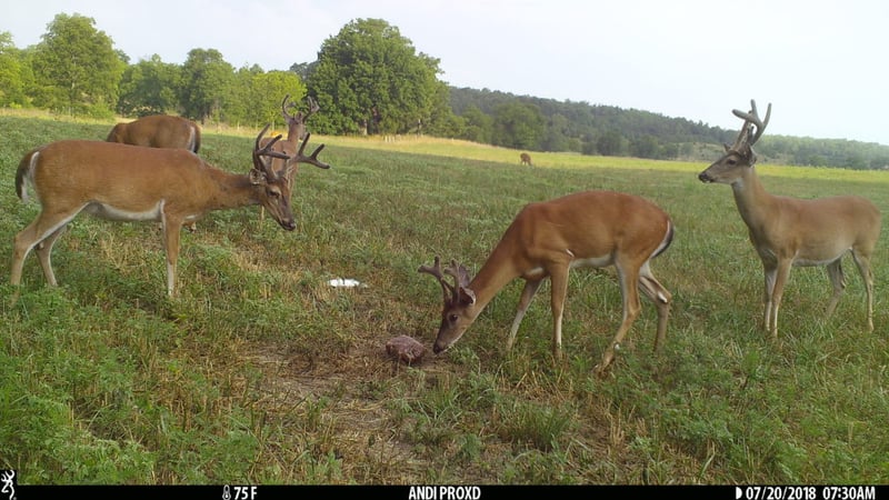 Trail camera photo of whitetail deer grazing in a field.
