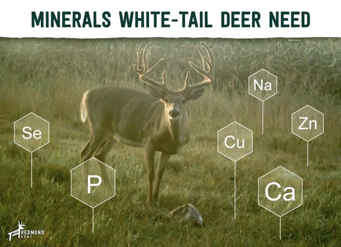Whitetail deer need minerals for optimum health, including calcium and phosphorous.