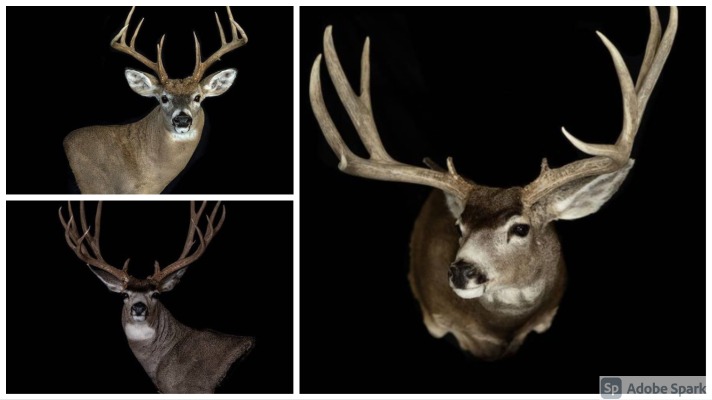 Taking a clean kill shot, caping out your deer correctly, and cooling and preserving the hide, are three important steps to getting a great trophy mount.