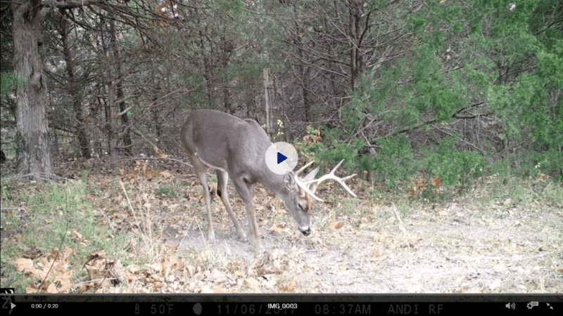 A video clip taken in a trail camera's video mode setting.