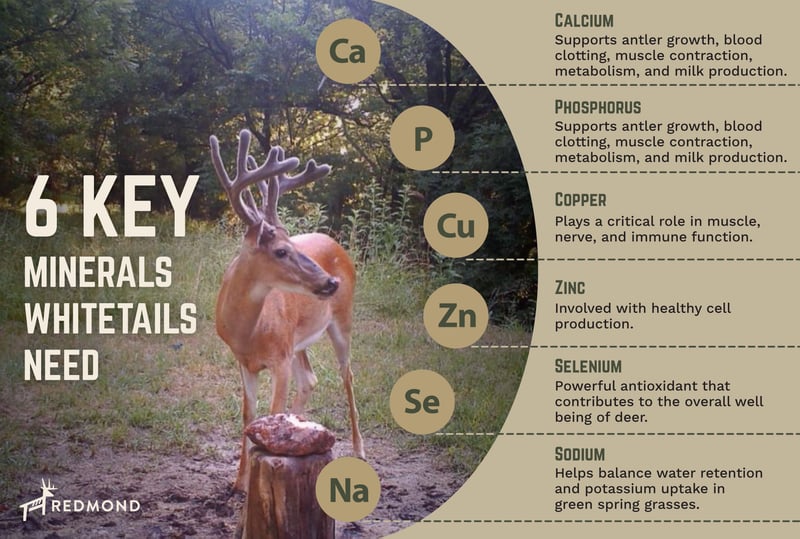 Minerals  supplements for herd management - 6 minerals deer need