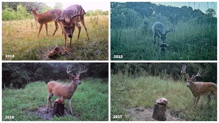 Four photos showing how fast deer antlers grow by year.