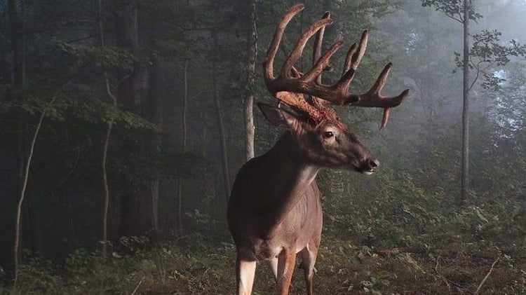 Why are Deer Only Moving at Night