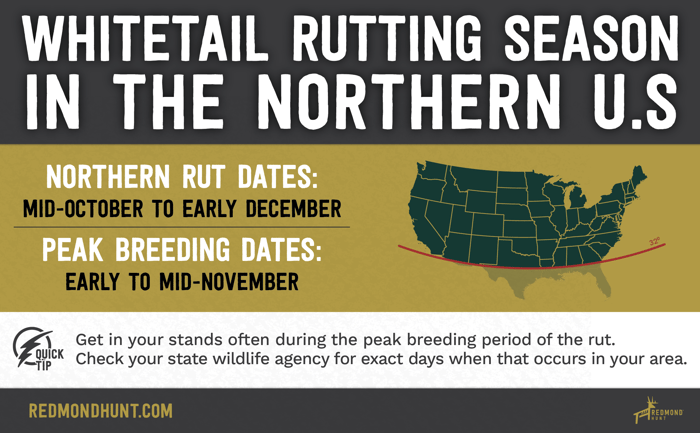 whitetail rutting season in the U.S.
