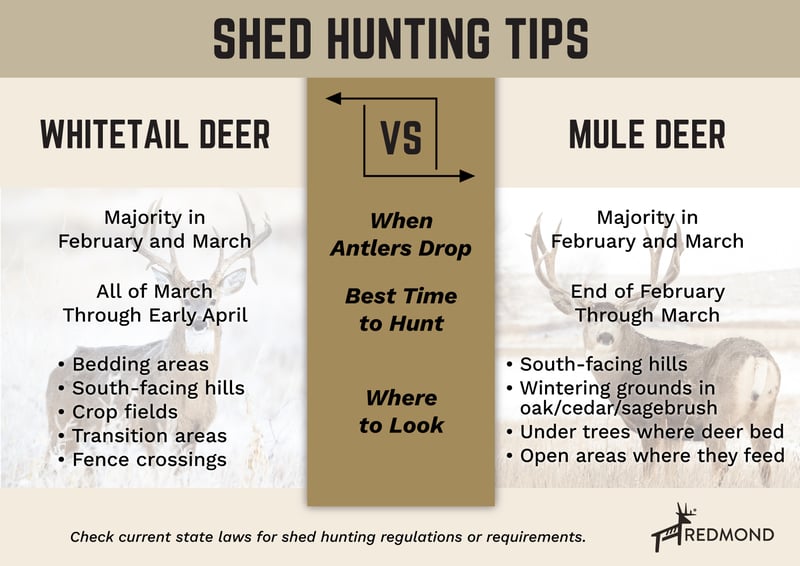 Shed hunting tips - info on dropping