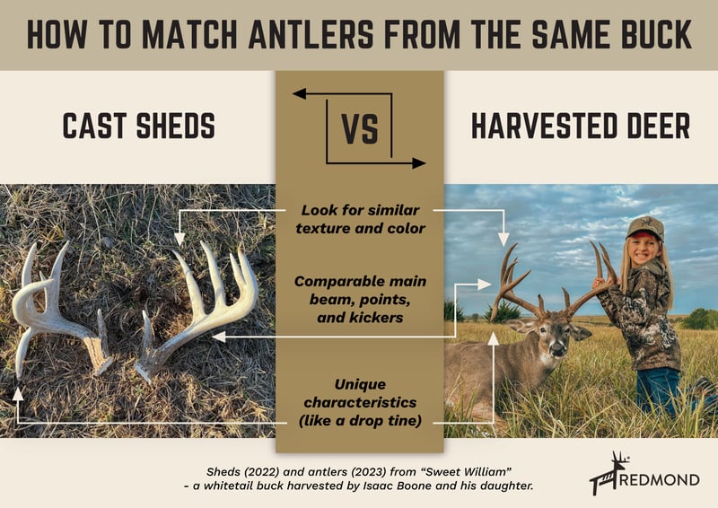 Shed hunting tips - matching up antlers
