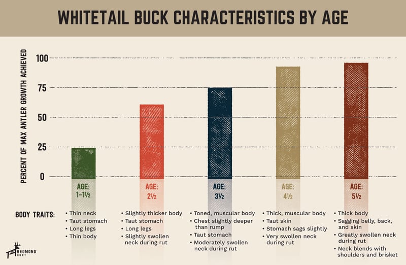 Deer age chart showing antler growth and maturity of the whitetail buck.