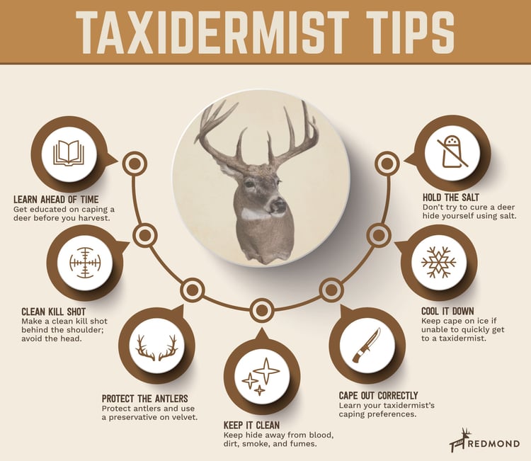 Taxidermist Tips for Wall-Mounting a Deer
