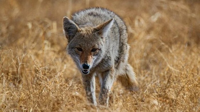 coyotes are one of the predators of deer