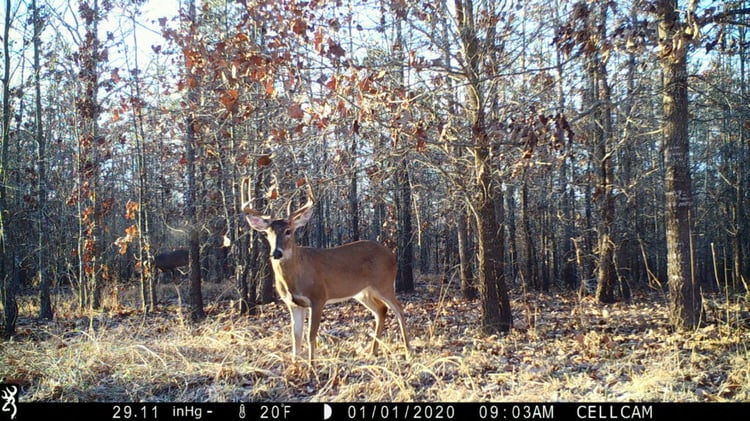 Photo of a whitetail deer taken with a cellular game camera.