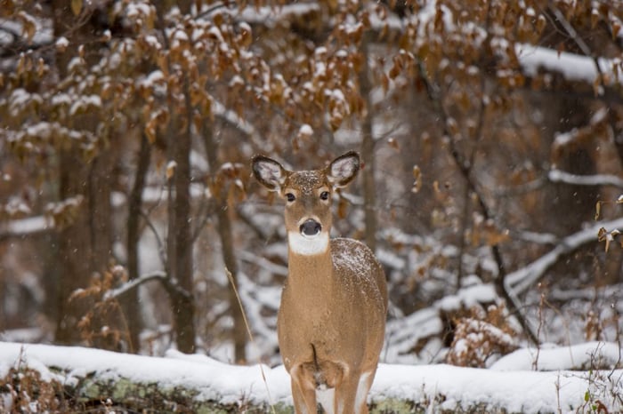 do deer eat mineral in the winter