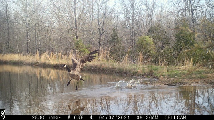 A Browning tral cam captures a Canada goose on a pond.