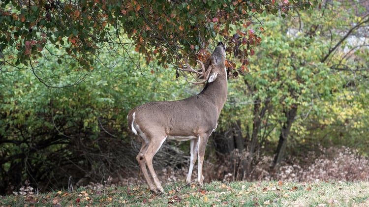 whitetail deer in fall
