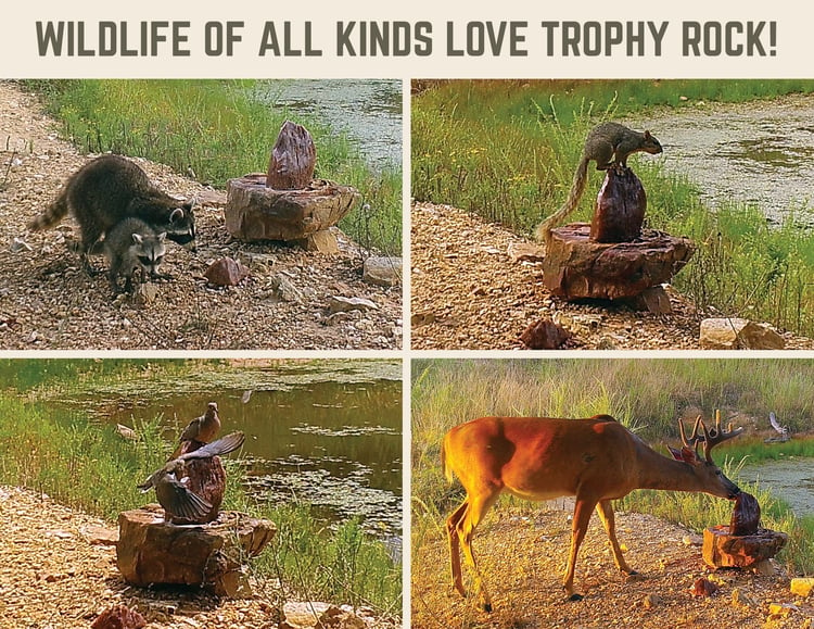 Wildlife of all kinds are attracted to Trophy Rock salt licks..