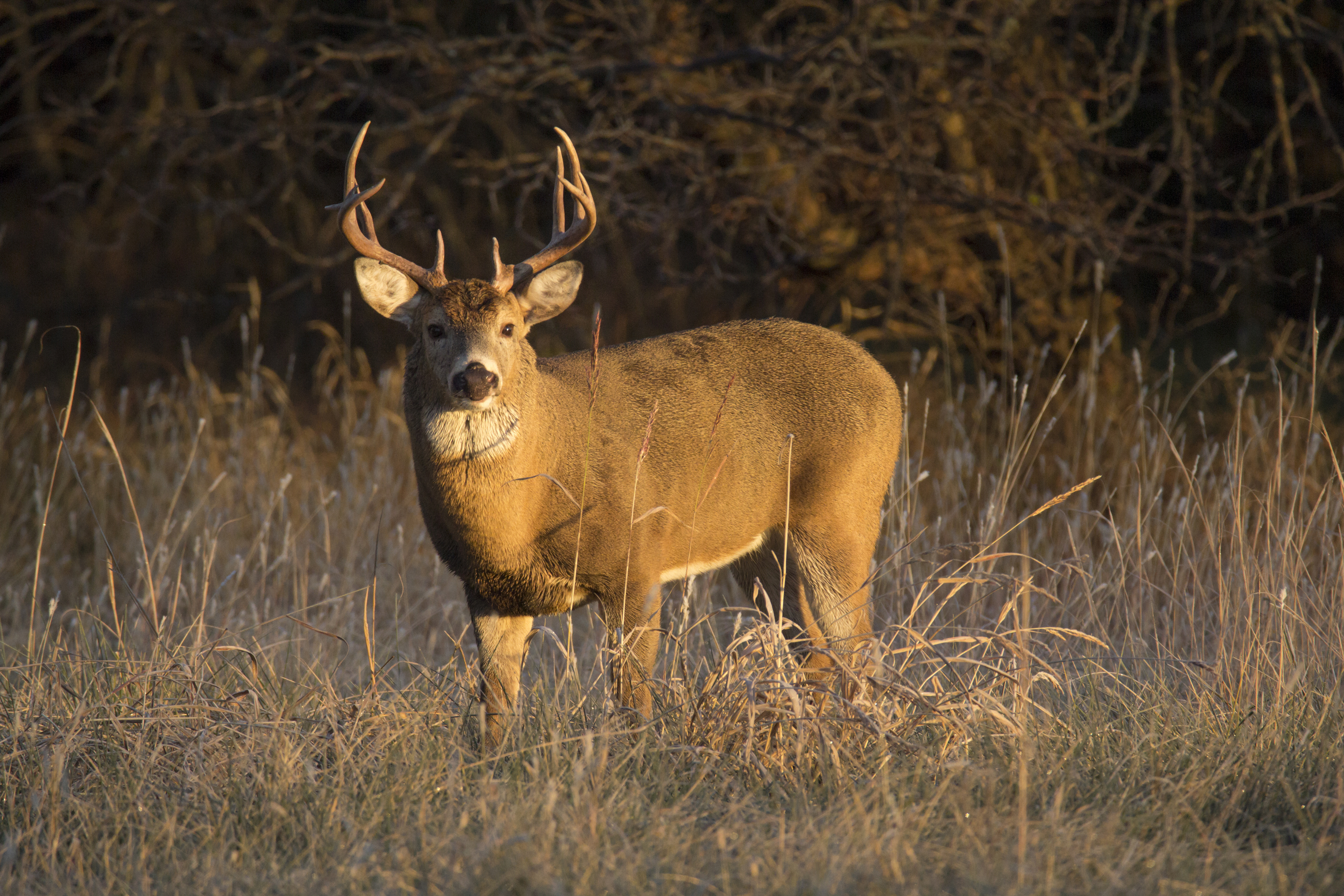 Shooter Bucks: How to Pick the Perfect Deer