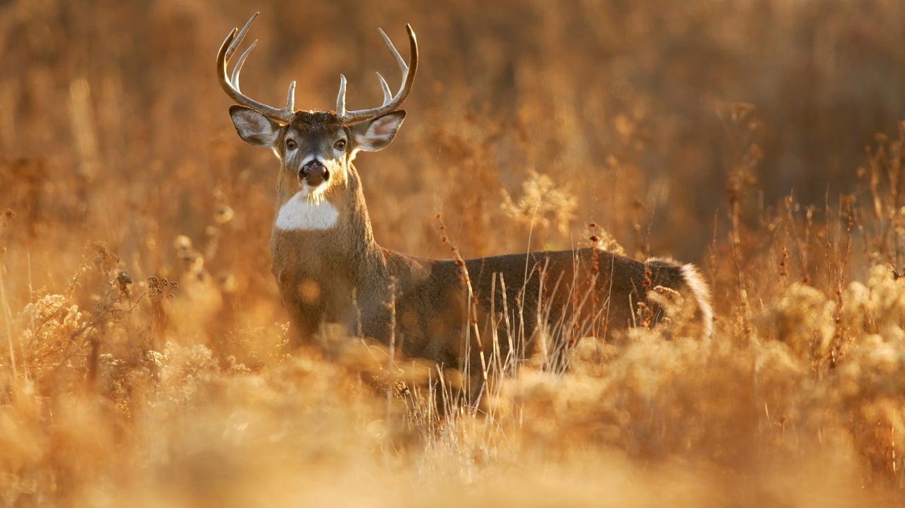 Learn how to cape out and mount a deer.