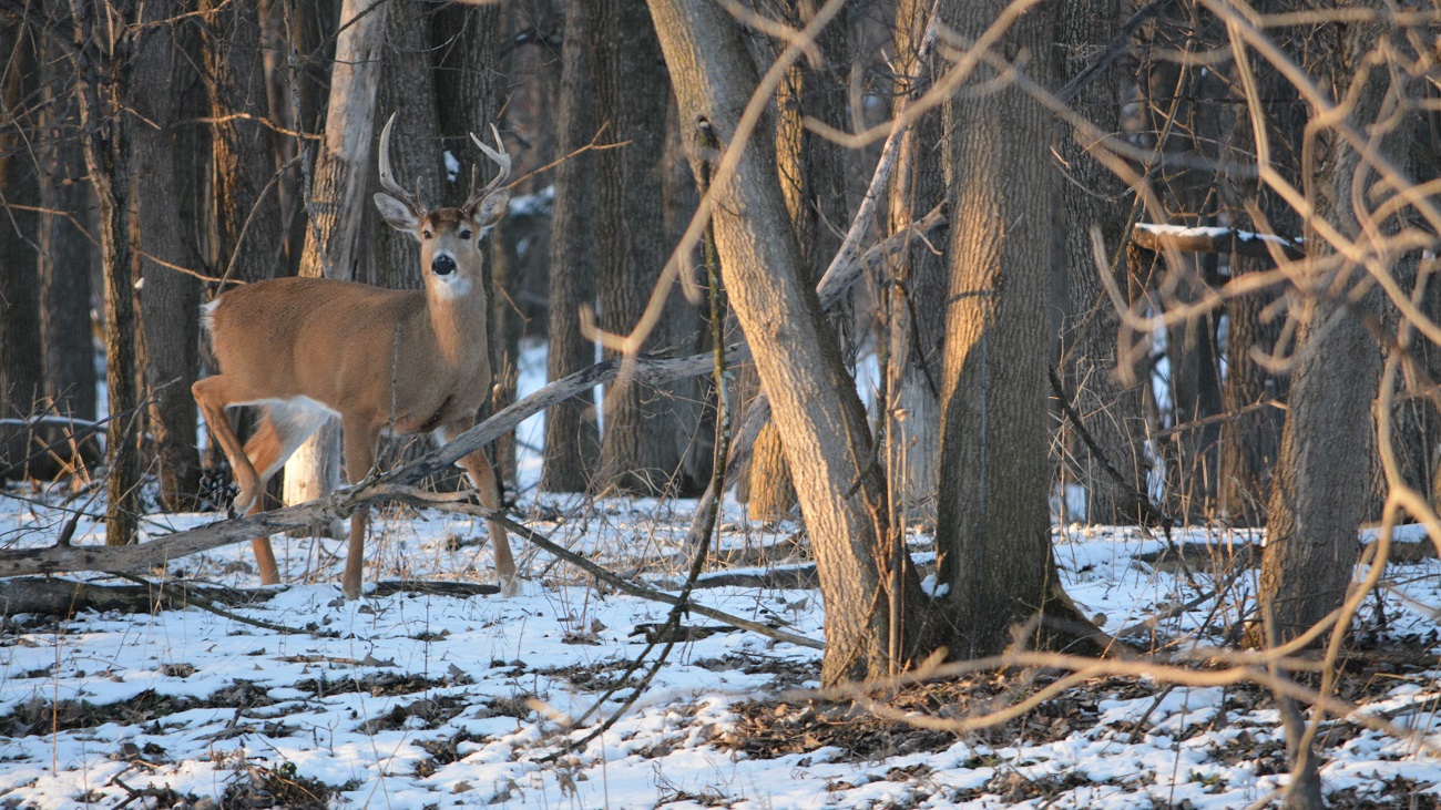 How Hunters Can Help Deer Survive Post-Rut and Winter Stress