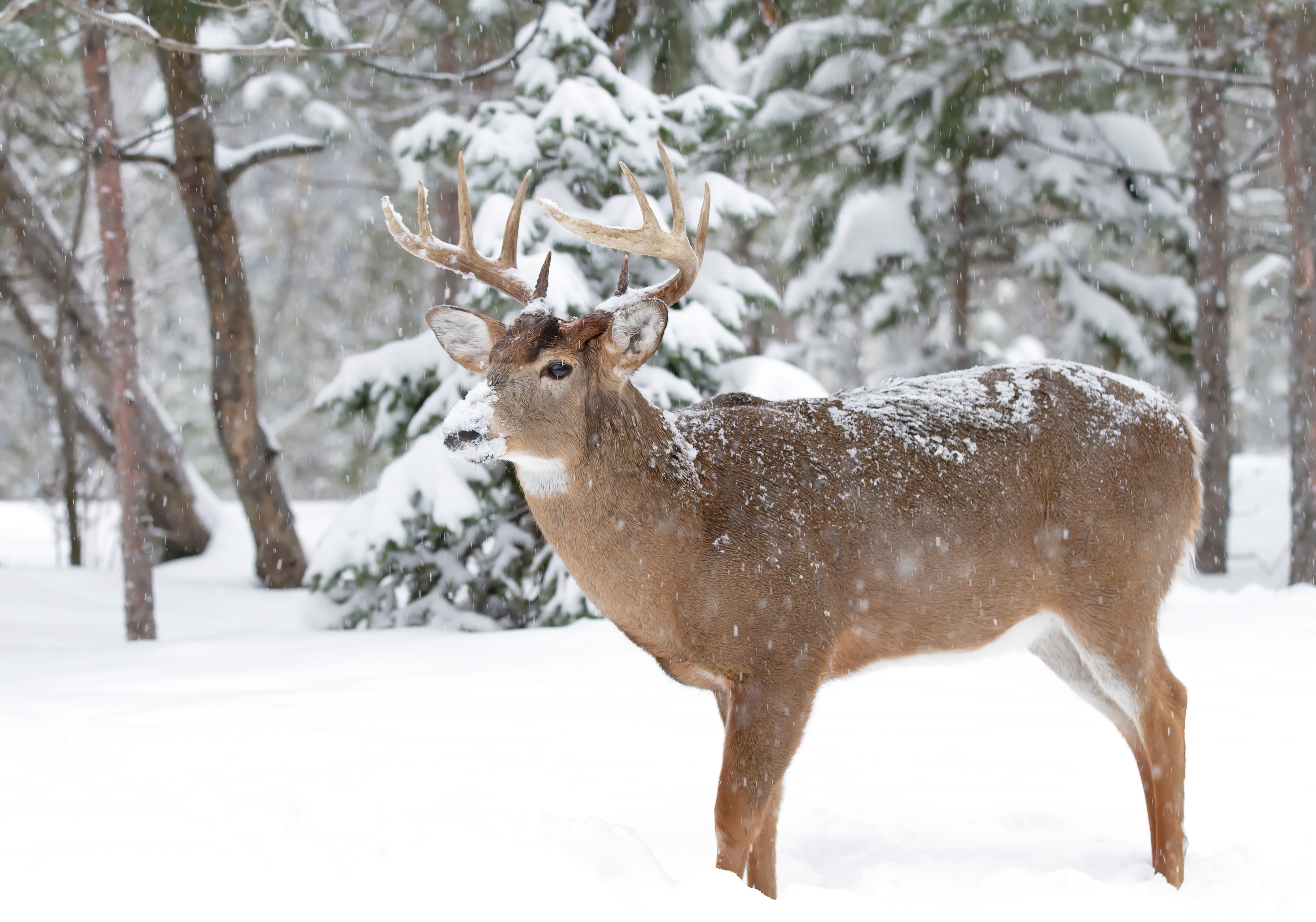 Do Deer Need Minerals During Winter? 