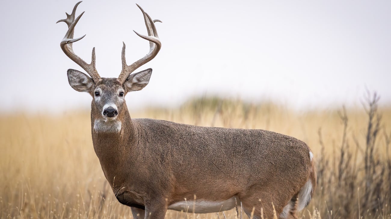 July brings peak of buck deer antler growth cycle, News