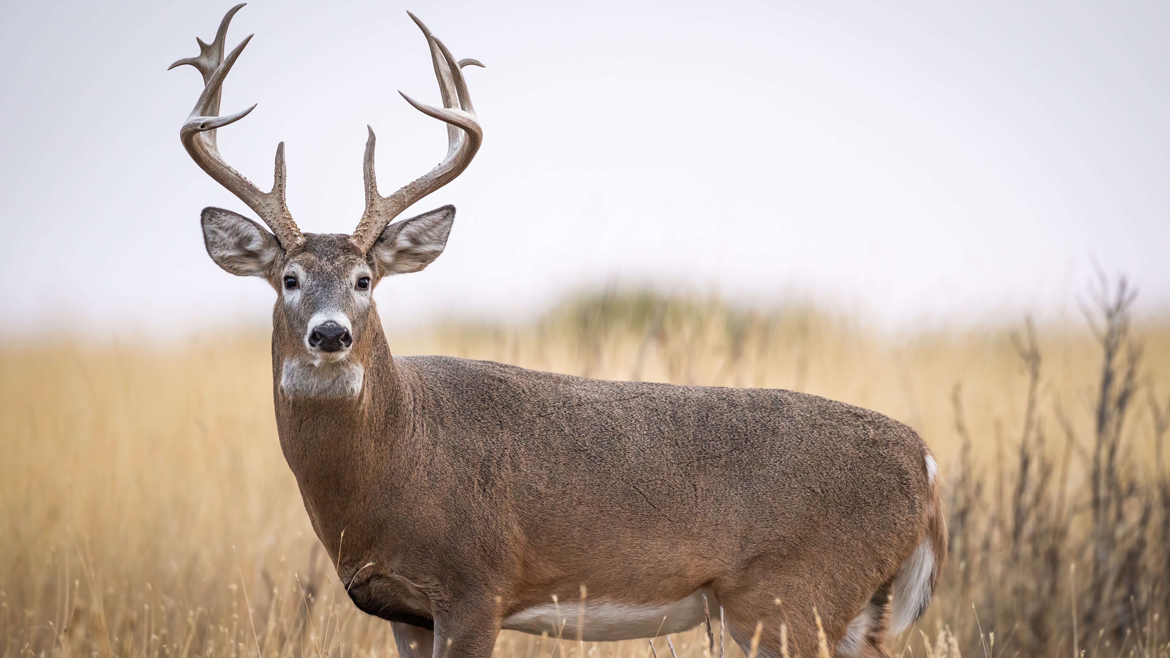 3 Most Important Factors for Deer Antler Growth