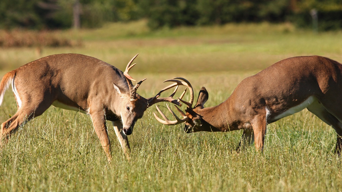 How to Hunt the Rut During Every Phase