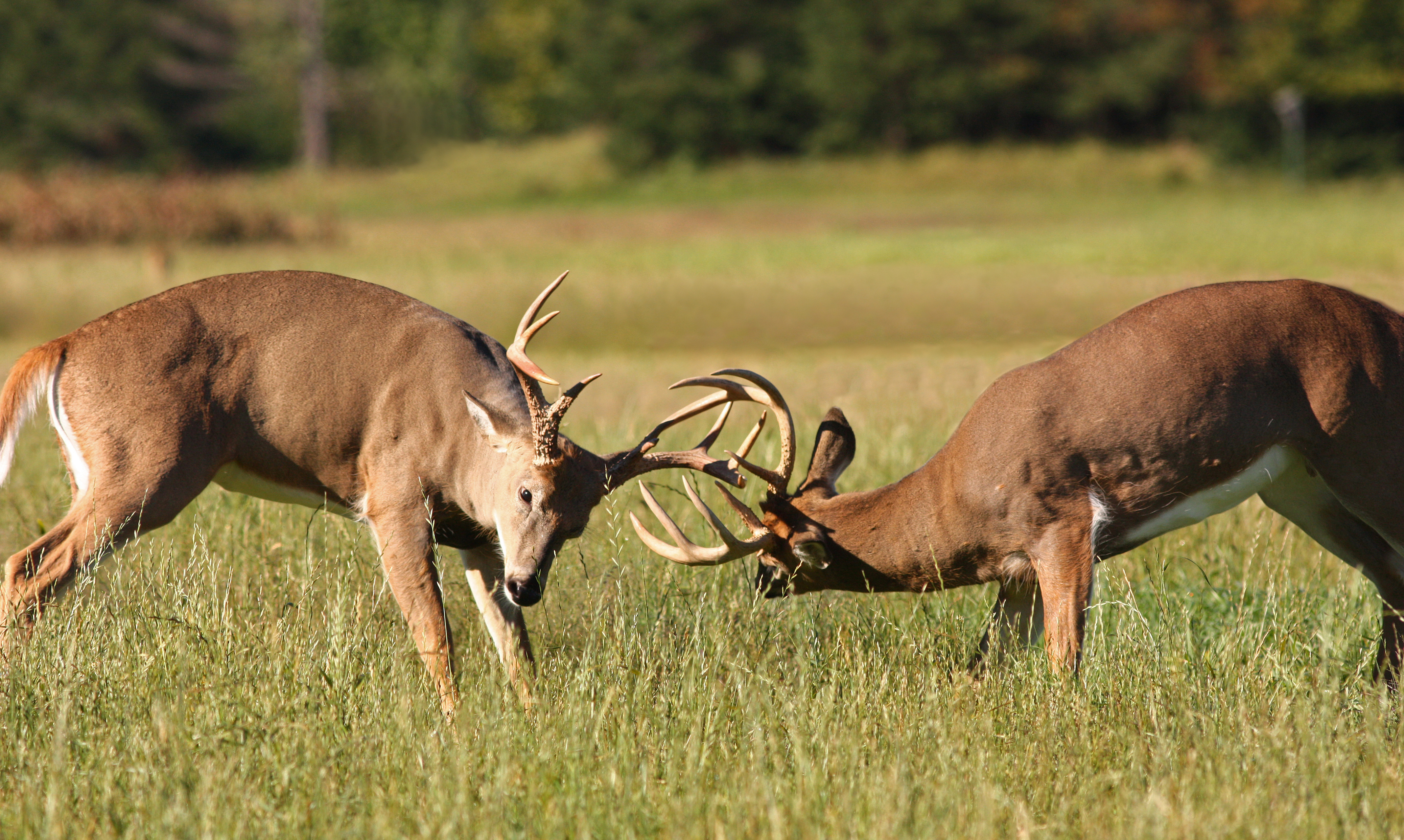 How to Hunt Every Phase of the Rut