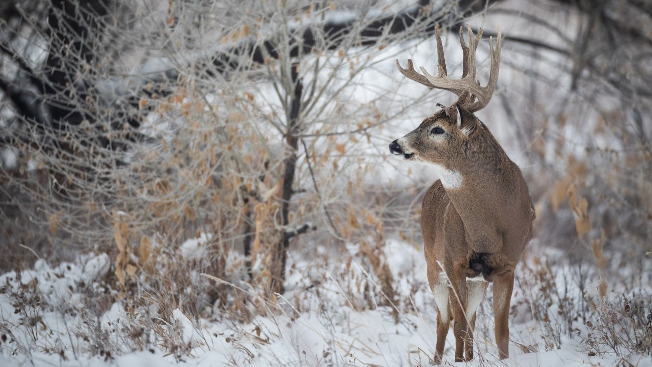 Trophy Rock products provides deer with valuable minerals during winter.