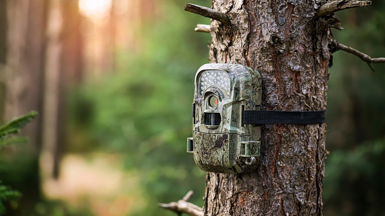 No big deer on your trail cam? Learn how to attract deer and how often to check trail cameras for better results.