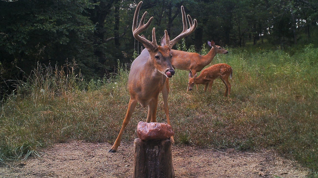 Learn here how to supplement deer minerals to promote better land management and deer health.