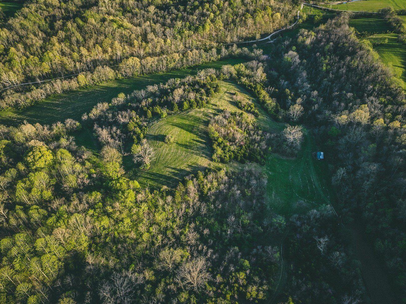 A spring food plot for deer located in Ohio.