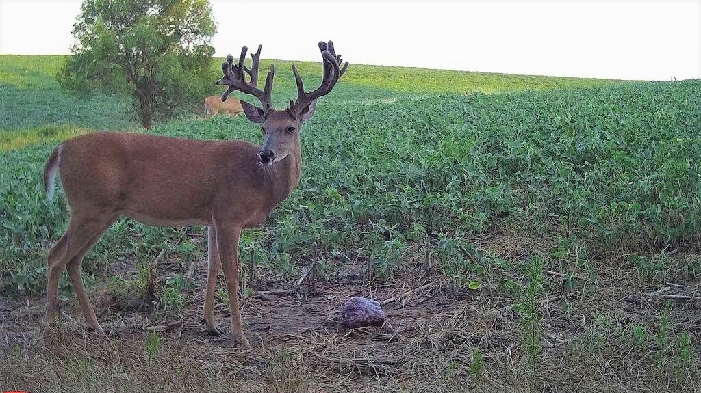 Bucks have regained peak form now that they're healthier