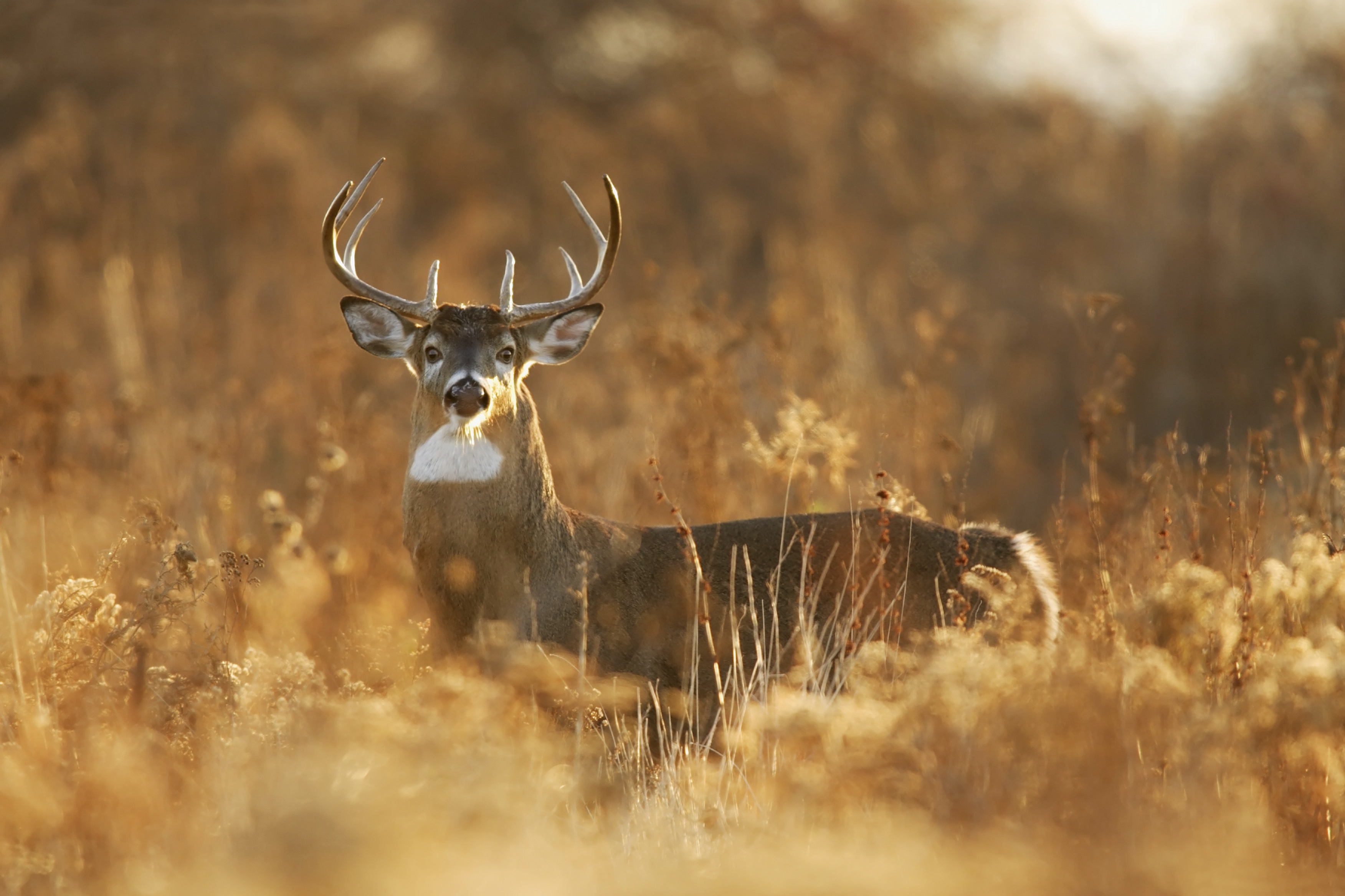 Tips From a Taxidermist: How to Prep Deer for a Mount