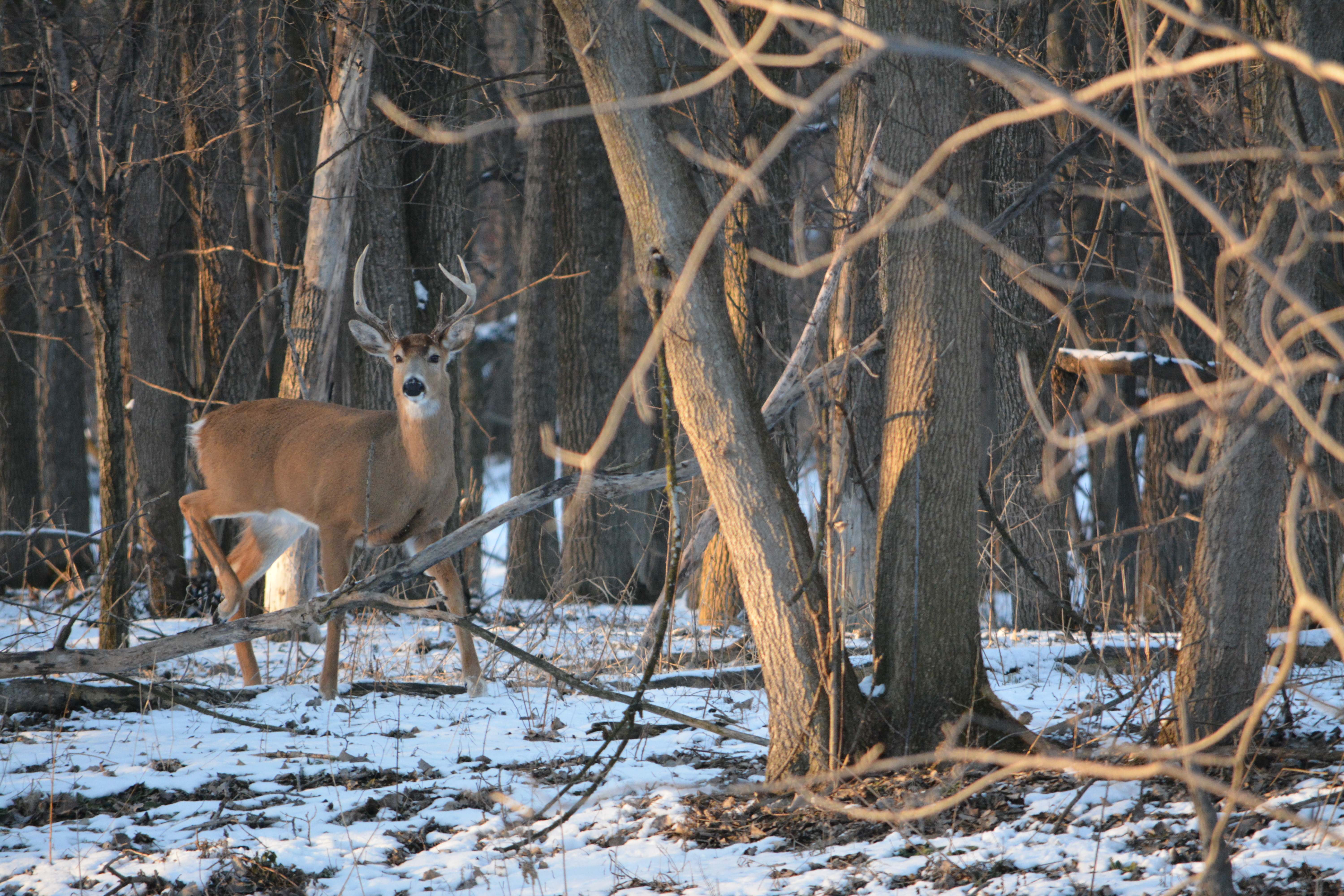Post-Rut Stress: How Hunters Can Help Deer Recover
