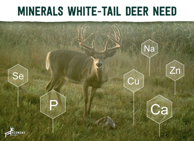 minerals-and-supplements-for-deer-herd-management